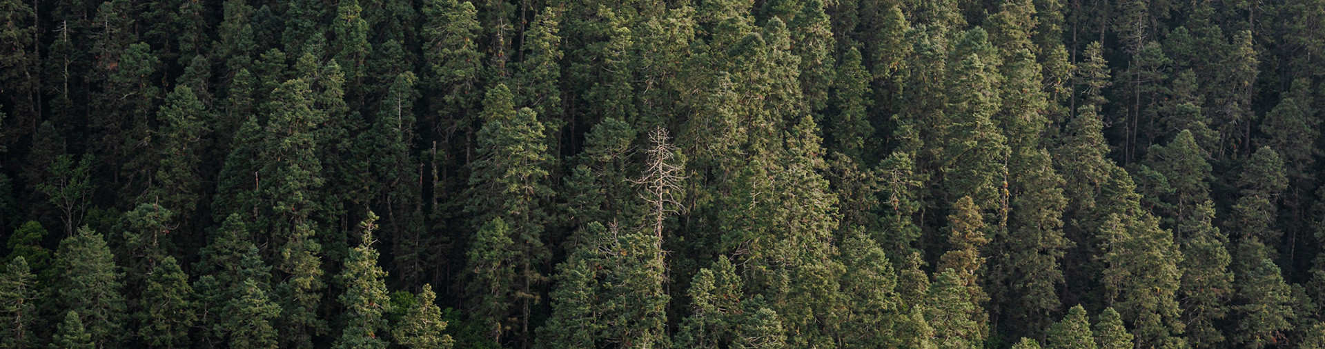 Woods Presets